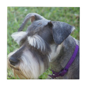 Teja o Trivet del Schnauzer