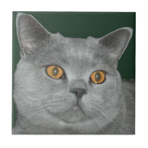 Teja observada naranja bonito del gatito