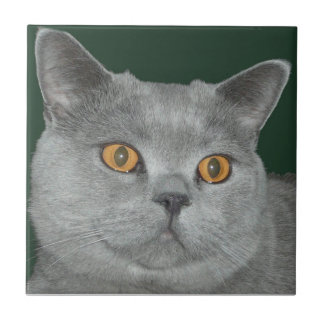 Teja observada naranja bonito del gatito