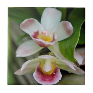 Teja - orquídea en abanico