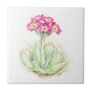 Teja pintada bella arte rosada de la primavera