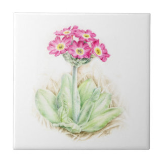 Teja pintada bella arte rosada de la primavera