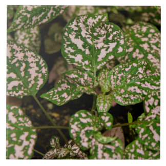 Teja - planta rosada del lunar