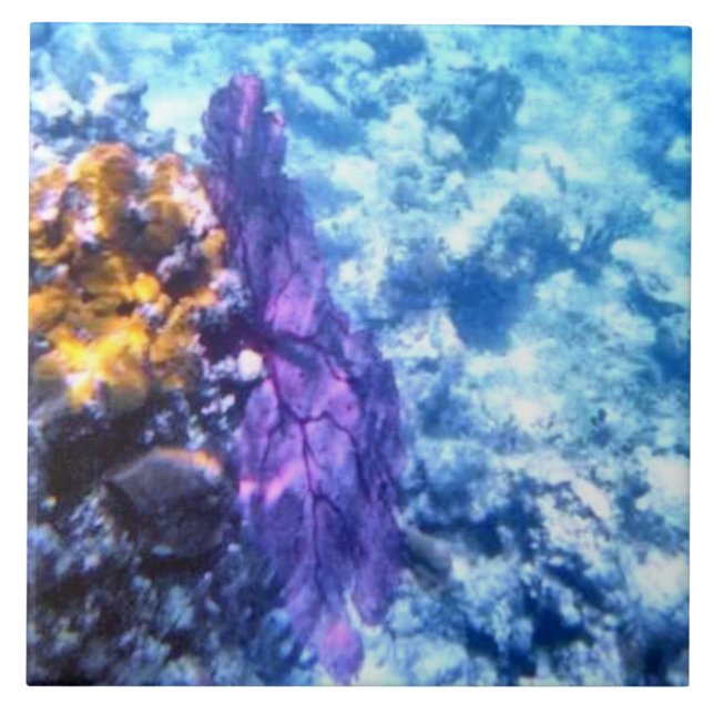 Teja púrpura de la fan de mar (Frente)