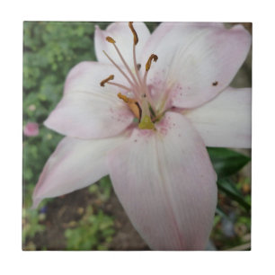 Teja rosada del lirio