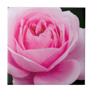 Teja subió del rosa en colores pastel