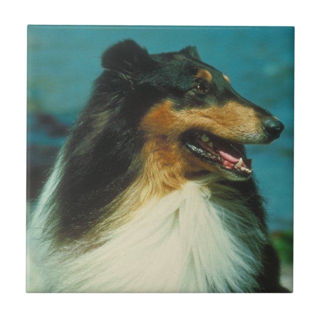 Teja Tri Coloreada del collie (Frente)