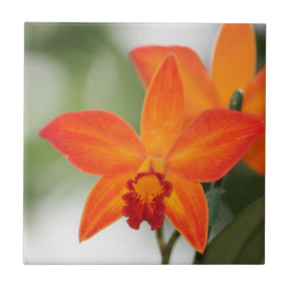 Teja tropical de la orquídea