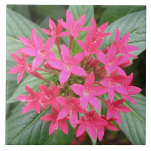Teja tropical rosada brillante de las flores