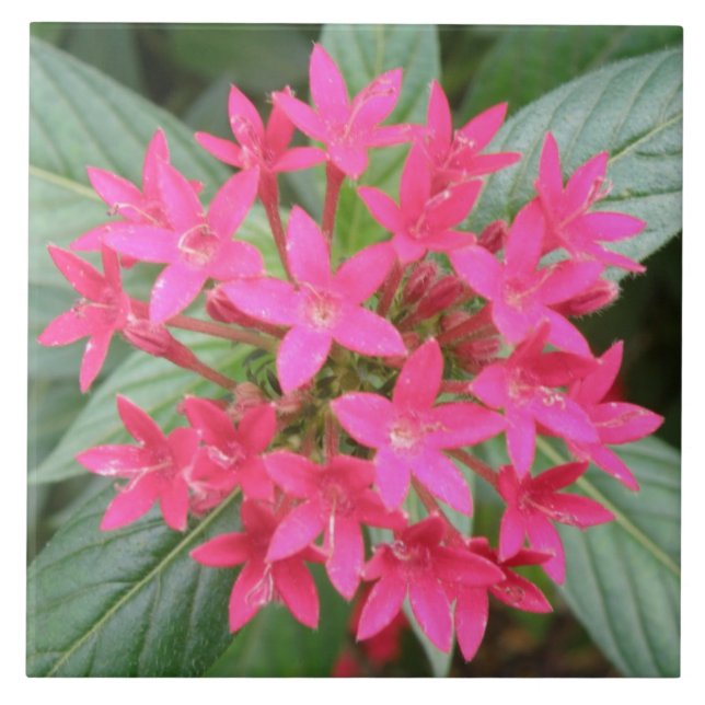 Teja tropical rosada brillante de las flores (Frente)