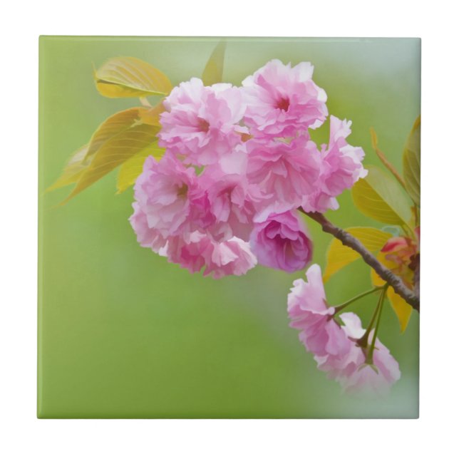 Teja vieja de los rosas (Frente)