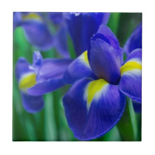 Teja violeta del iris barbudo