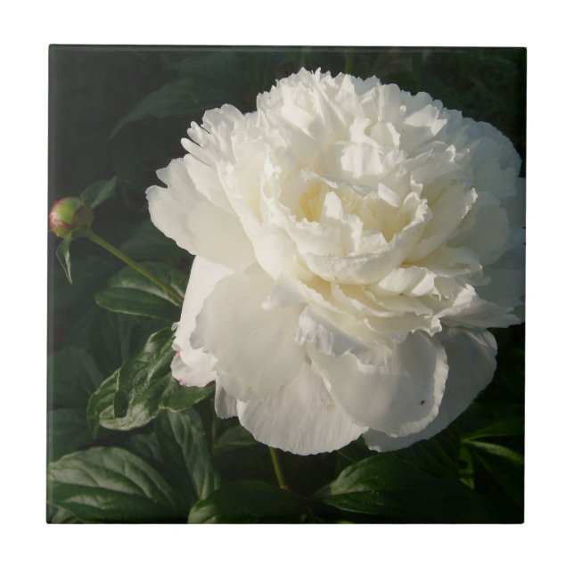 Tejas dobles blancas o Trivets de los Peonies (Frente)