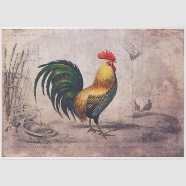 Tejido de gallo o papel de descomposición (Anverso)