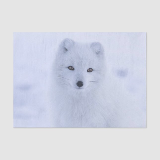 Tejido Papel blanco Fox (Anverso)
