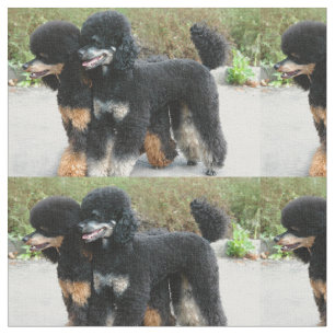 Tela 2 caniches llenos