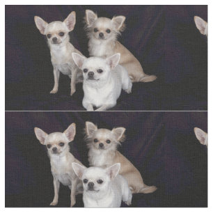 Tela 3 chihuahuas