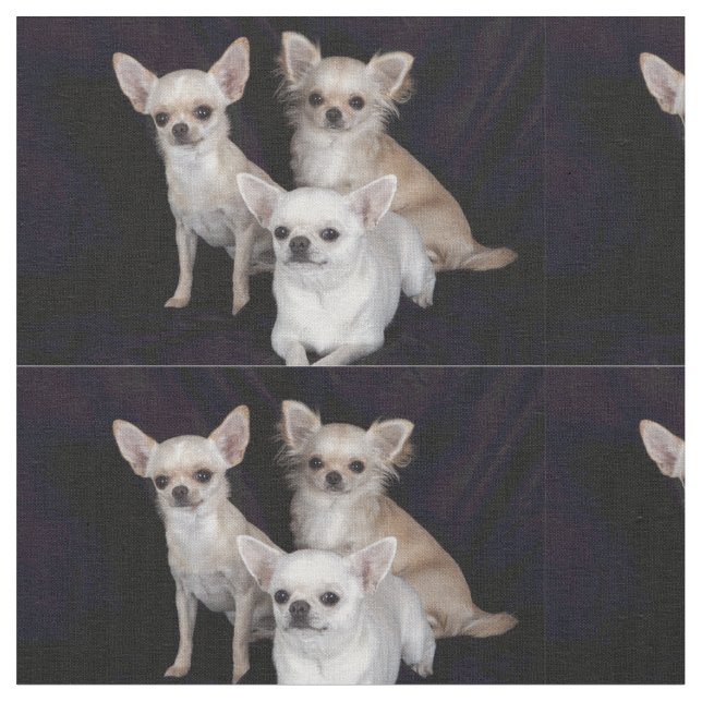 Tela 3 chihuahuas (De cerca)