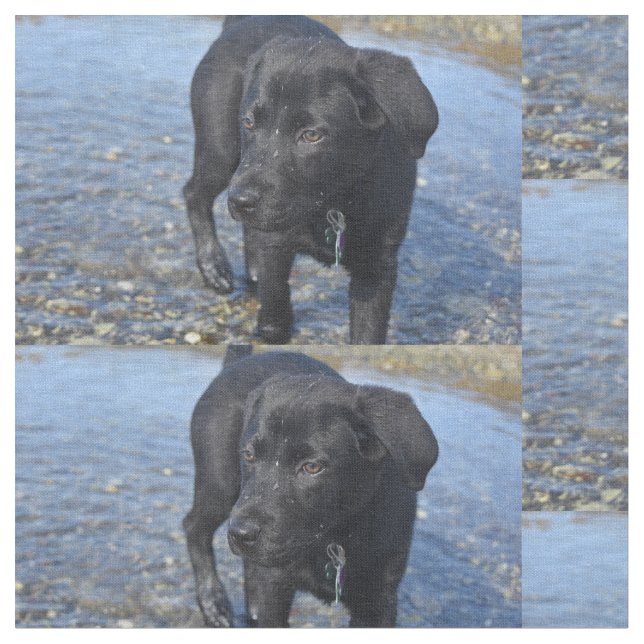 Tela Adorable perro porcino del Black Lab (De cerca)