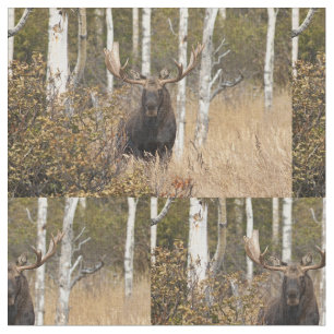 Tela Alces impresionantes de Bull