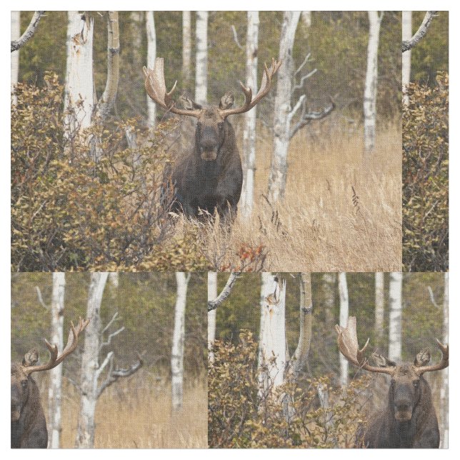 Tela Alces impresionantes de Bull (De cerca)