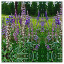 Alentadores de Lupines