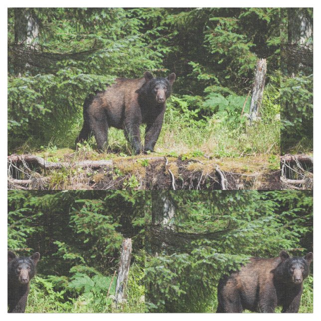 Tela Alfa Black Bear (De cerca)