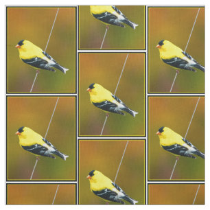 Tela American Goldfinch - Fotografía original