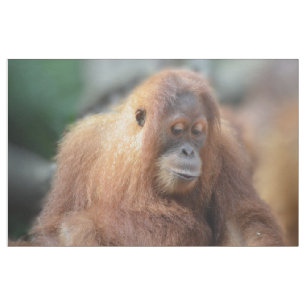 Tela Amo orangutanes