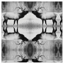 Anciano blanco y negro