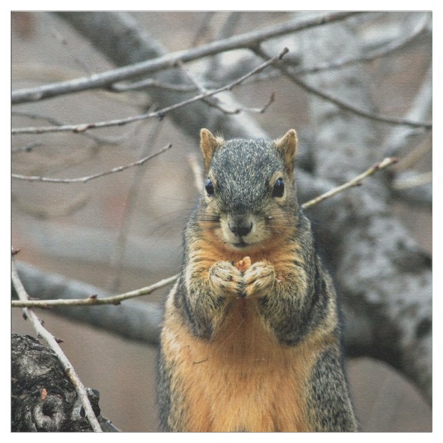 Tela Ardilla linda y su nuez (Retal)
