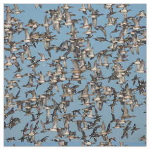 Tela Asombrosos pollos de invierno en el vuelo