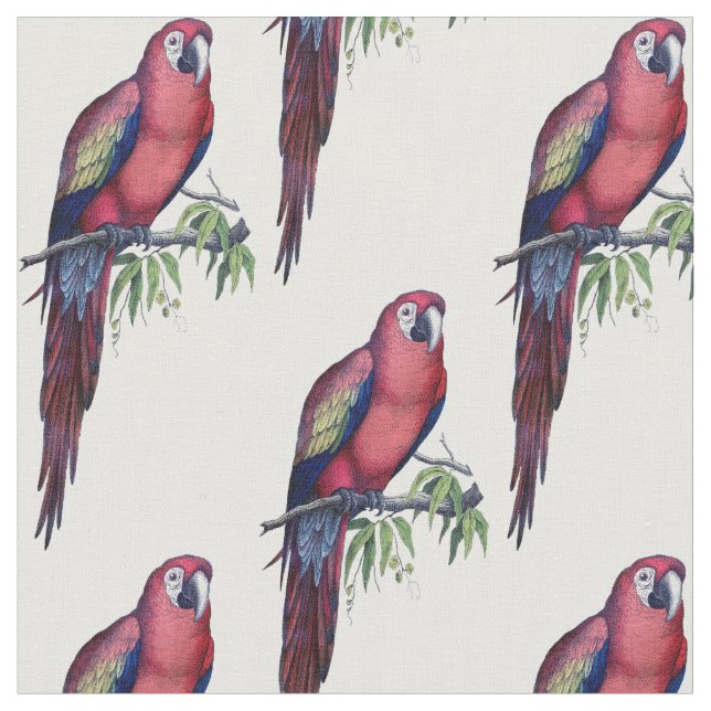 Tela Ave de Macaw (De cerca)