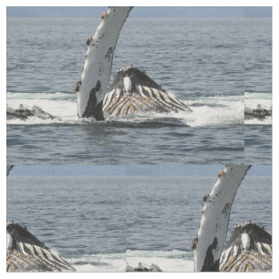 Tela Ballena jorobada
