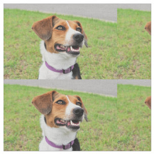 Tela Beagle