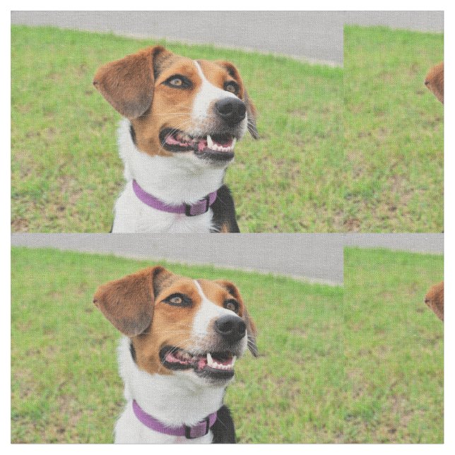 Tela Beagle (De cerca)