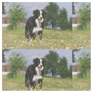 Tela border collie 3.png lleno