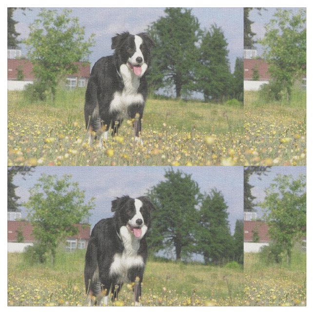 Tela border collie 3.png lleno (De cerca)
