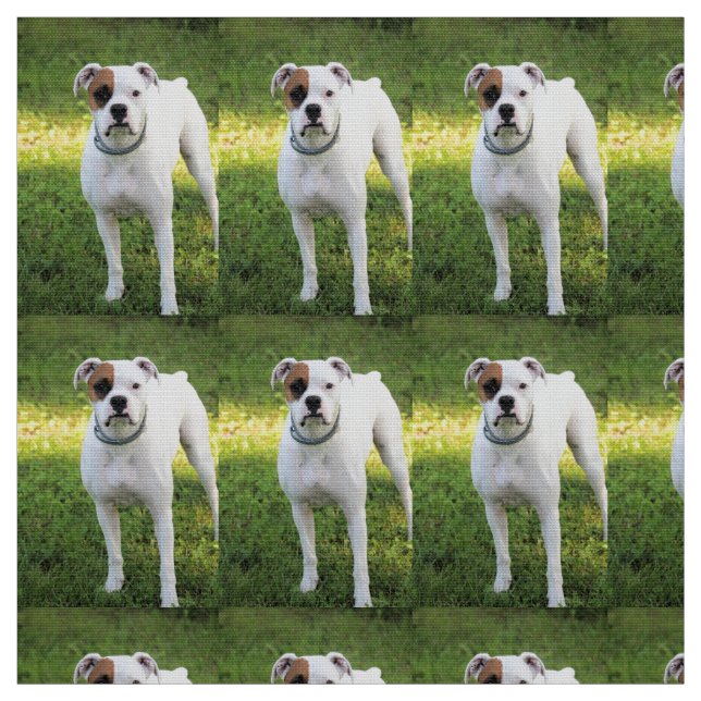 Tela Boxeador (Retal)