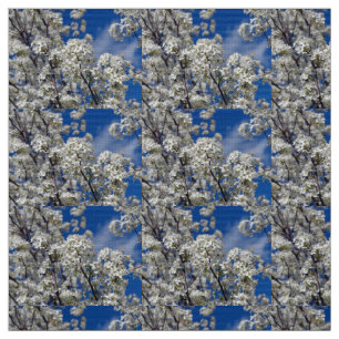 Tela Bradford Pear Blooms