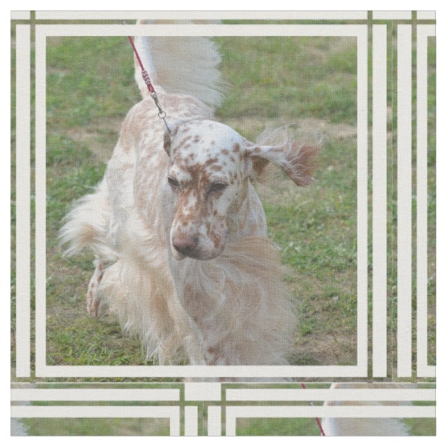 Tela Brown y organismo inglés blanco (De cerca)