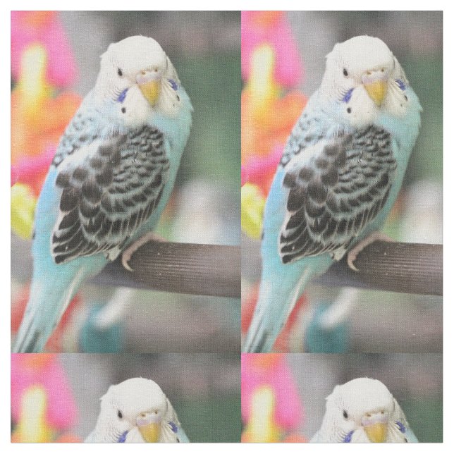 Tela Budgie (De cerca)