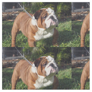 Tela bulldog full.png