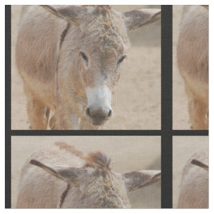 Tela Burro solo
