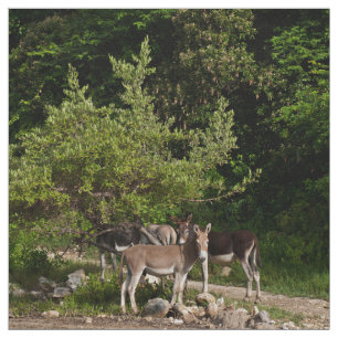 Tela Burros debajo del árbol