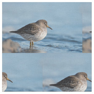 Tela Buscando Sandpiper Rock