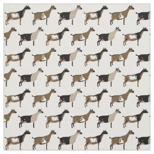 Tela Cabras lácteas enanas nigerianas con blanco