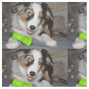Tela cachorro merle azul.png