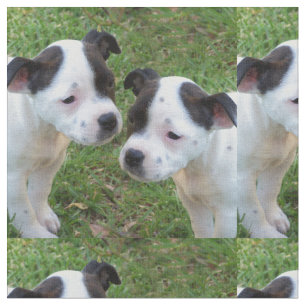 Tela Cachorros De Bull Terrier De Staffordshire En Blan