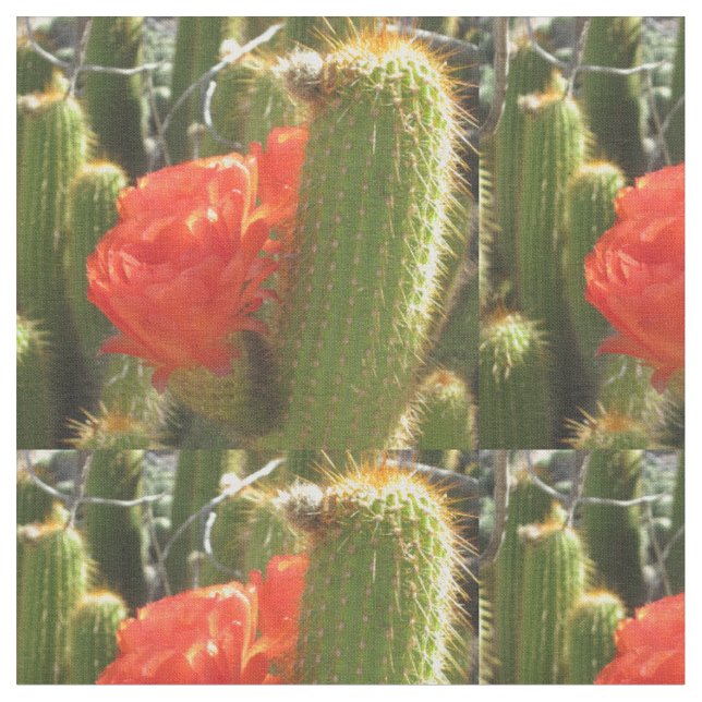Tela Cactus de la Antorcha Roja (De cerca)